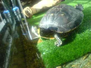 It´s a Turtles world - Dons neues Aquarium Bild